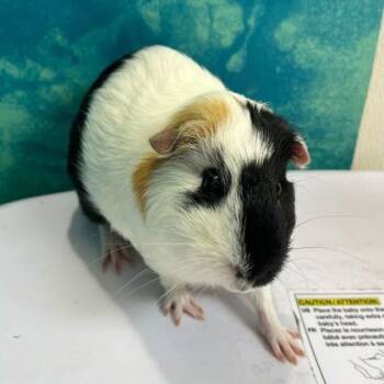 Rescue Guinea Pig Guinea Pigs for Adoption in Bryan, Texas - 59798292 | PetCurious